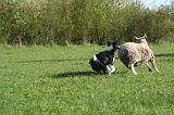 BORDER COLLIE - MOUTONS 103